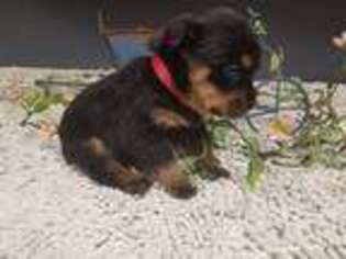 Rottweiler Puppy for sale in Williamsburg, PA, USA