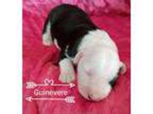 Old English Sheepdog Puppy for sale in Georgetown, KY, USA