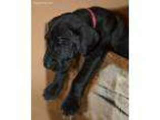 Great Dane Puppy for sale in Batesville, IN, USA