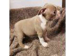 Boston Terrier Puppy for sale in Marietta, OK, USA