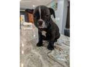 French Bulldog Puppy for sale in Gresham, SC, USA