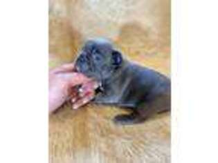French Bulldog Puppy for sale in Somers, MT, USA