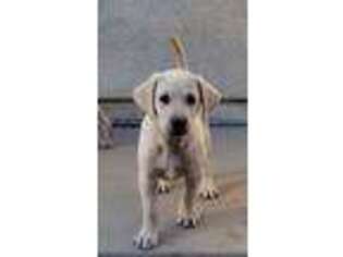 Labrador Retriever Puppy for sale in Chino, CA, USA
