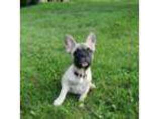 French Bulldog Puppy for sale in Galion, OH, USA