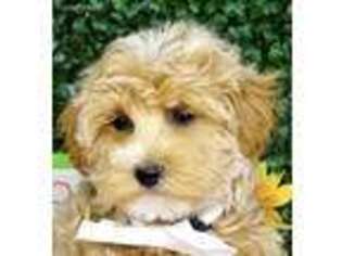 Goldendoodle Puppy for sale in Wesley Chapel, FL, USA