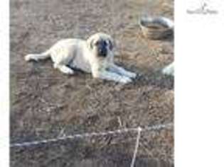 Anatolian Shepherd Puppy for sale in Spokane, WA, USA