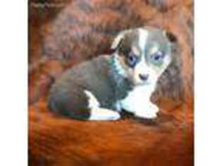 Pembroke Welsh Corgi Puppy for sale in Sarcoxie, MO, USA