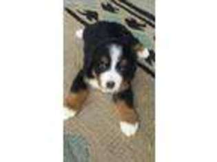 Bernese Mountain Dog Puppy for sale in Kalamazoo, MI, USA