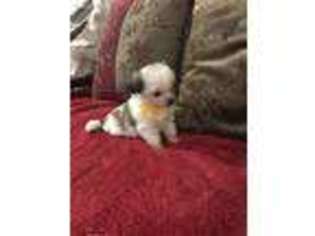Lhasa Apso Puppy for sale in Sherman, TX, USA