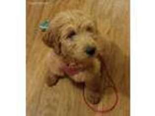 Goldendoodle Puppy for sale in Kings Mountain, KY, USA