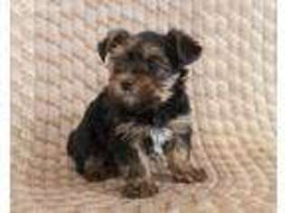 Yorkshire Terrier Puppy for sale in Corsica, SD, USA