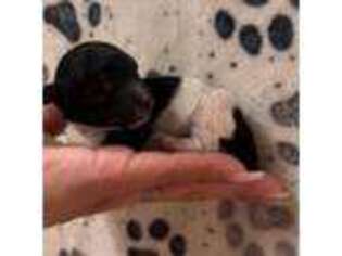 Mutt Puppy for sale in New Prague, MN, USA
