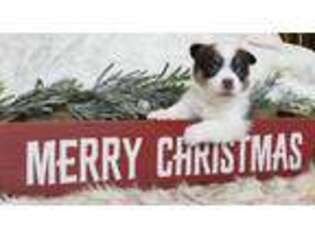 Pembroke Welsh Corgi Puppy for sale in Bellingham, WA, USA