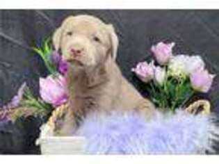 Labrador Retriever Puppy for sale in Kansas City, MO, USA