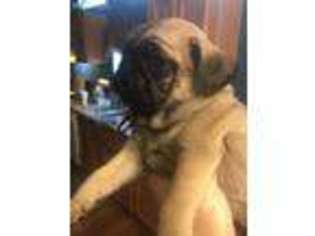Pug Puppy for sale in Moberly, MO, USA