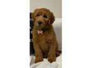 Goldendoodle Puppy for sale in Devine, TX, USA