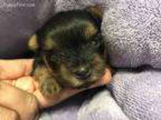 Yorkshire Terrier Puppy for sale in Claremont, NC, USA