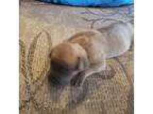 Cane Corso Puppy for sale in Hutto, TX, USA
