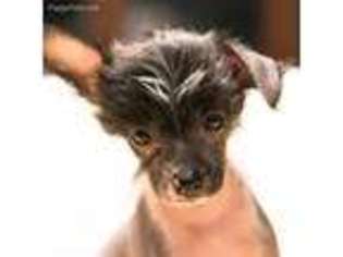 Chinese Crested Puppy for sale in Uvalde, TX, USA