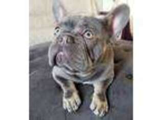 French Bulldog Puppy for sale in Wright City, MO, USA