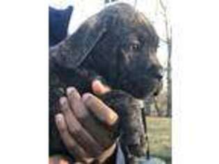 Cane Corso Puppy for sale in Cordova, TN, USA