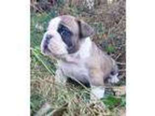 Miniature Bulldog Puppy for sale in Glencoe, MN, USA