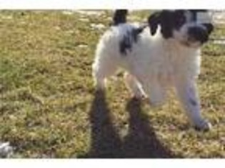 Portuguese Water Dog Puppy for sale in Salt Lake City, UT, USA