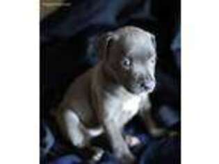 Staffordshire Bull Terrier Puppy for sale in Vancouver, WA, USA