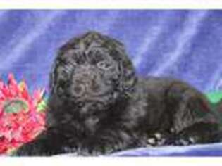 Newfoundland Puppy for sale in New Providence, PA, USA