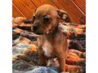 Puggle Puppy for sale in Chattanooga, TN, USA