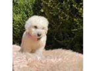 Labradoodle Puppy for sale in Madison Heights, VA, USA