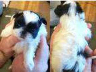 Mutt Puppy for sale in Lapel, IN, USA