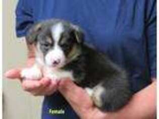 Pembroke Welsh Corgi Puppy for sale in Guyton, GA, USA