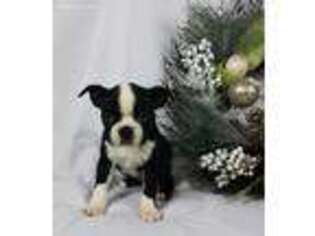 Boston Terrier Puppy for sale in Brooksville, KY, USA
