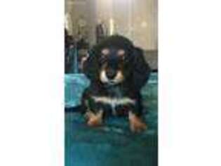 Dachshund Puppy for sale in Lyman, SC, USA