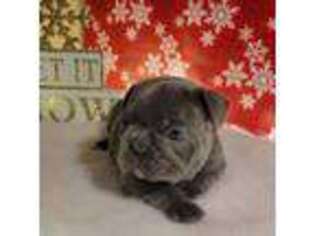 French Bulldog Puppy for sale in Romney, IN, USA