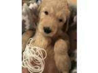 Goldendoodle Puppy for sale in Lewisburg, TN, USA