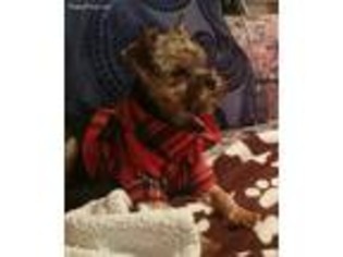 Yorkshire Terrier Puppy for sale in Lennon, MI, USA