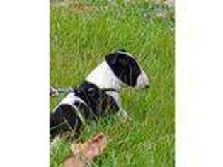 Bull Terrier Puppy for sale in Birmingham, AL, USA
