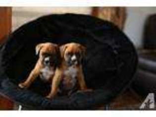 Boxer Puppy for sale in SEATTLE, WA, USA