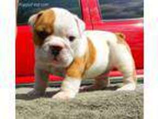 Bulldog Puppy for sale in Shelbyville, TN, USA