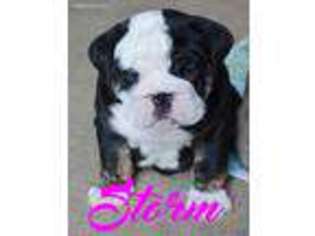 Bulldog Puppy for sale in Beckley, WV, USA