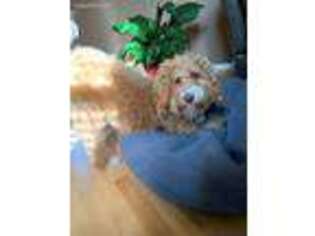 Labradoodle Puppy for sale in Des Plaines, IL, USA