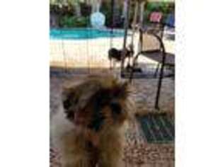 Mutt Puppy for sale in Pasadena, TX, USA
