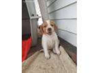 Brittany Puppy for sale in Owatonna, MN, USA
