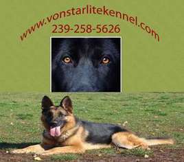 German Shepherd Dog Puppy for sale in Fort Myers, FL, USA