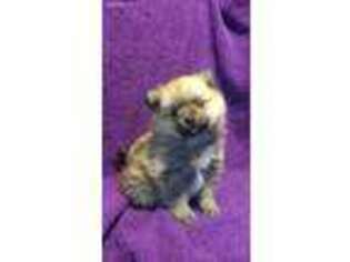 Pomeranian Puppy for sale in Blue Ridge, GA, USA