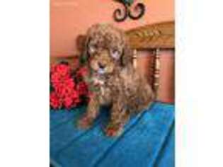 Goldendoodle Puppy for sale in Seneca, KS, USA
