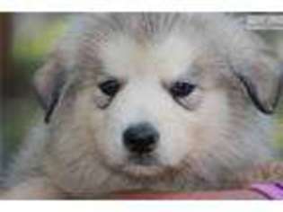 Alaskan Malamute Puppy for sale in Springfield, MO, USA