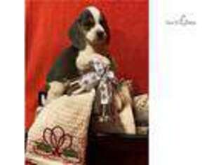 Beagle Puppy for sale in Harrisonburg, VA, USA